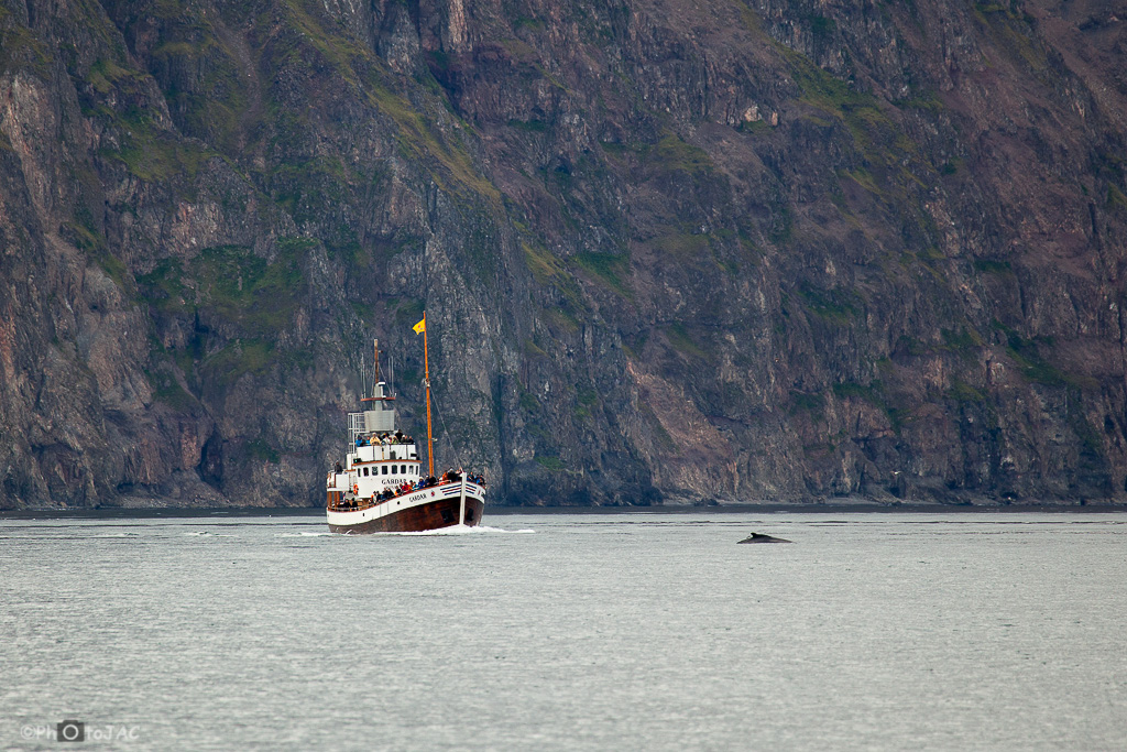 Húsavík. Barco de avistamiento de cetáceos muy cerca de una ballena jorobada (Megaptera novaeangliae).