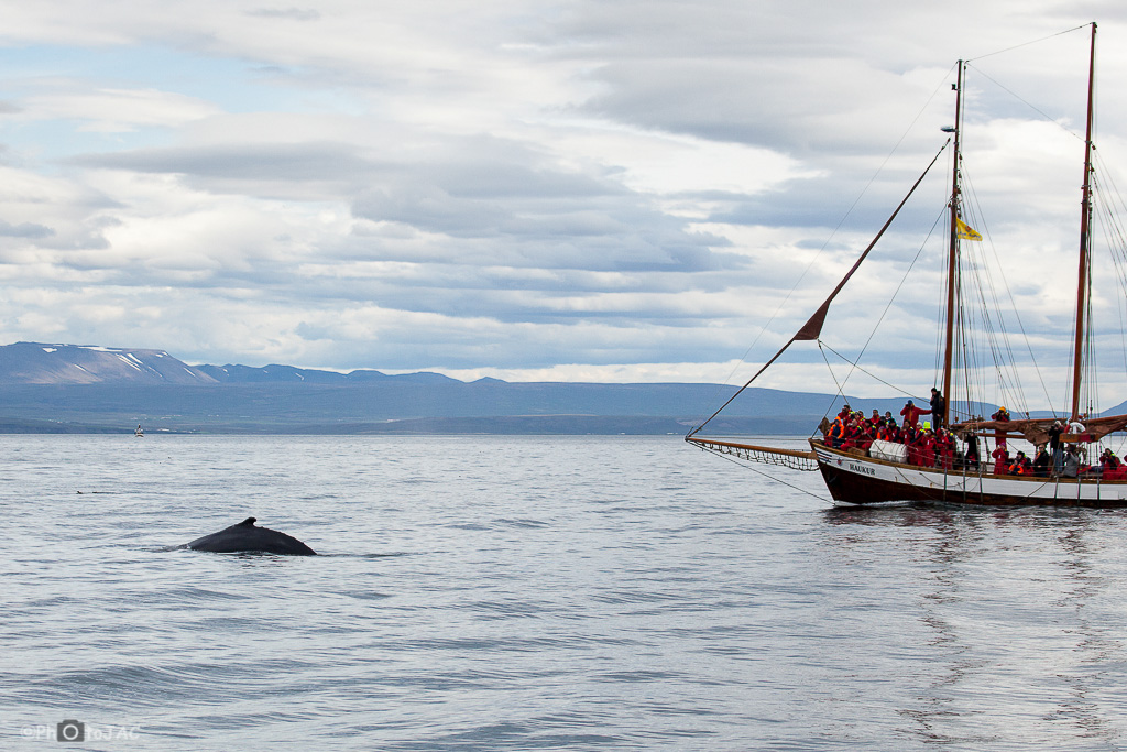 Husavik. Barco para el avistamiento de ballenas, con una ballena jorobada (Megaptera novaeangliae) cerca de su proa.