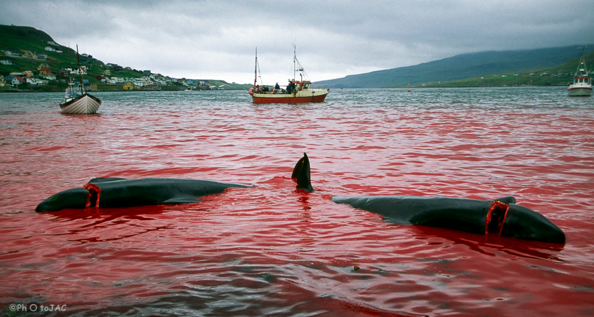Isla de Suduroy. Matanza de 30 ballenas piloto en la bahía de Tvoroyri.