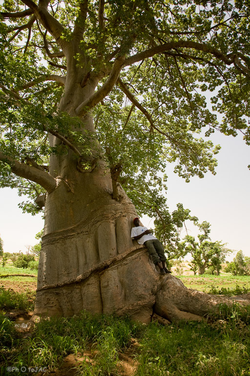 Aldea de Amani. País Dogón. Mali. Joven sobre un baobab (adansonia digitata).