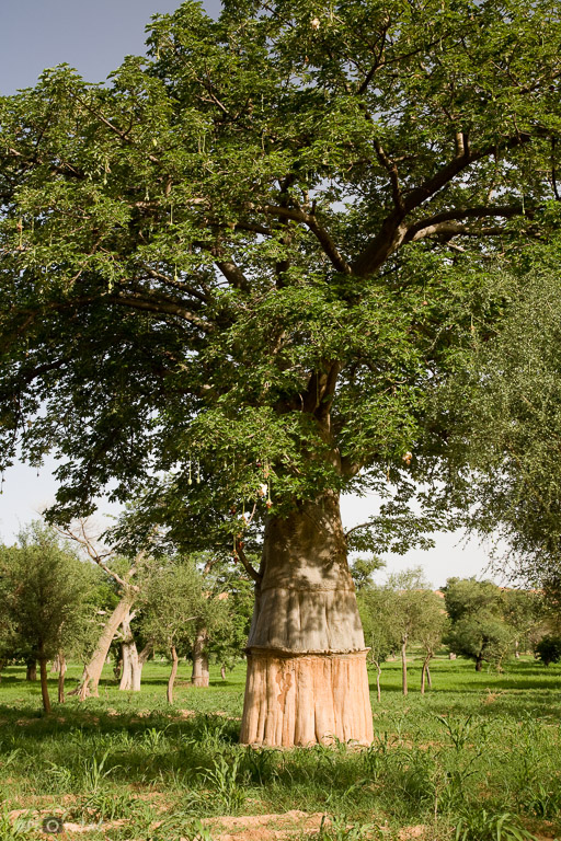 País Dogón. Mali. Baobab en la aldea de Komokani. La parte inferior del baobab muestra la marca de las sucesivas extracciones de corteza, para obtener fibra para cuerdas y cestas.
