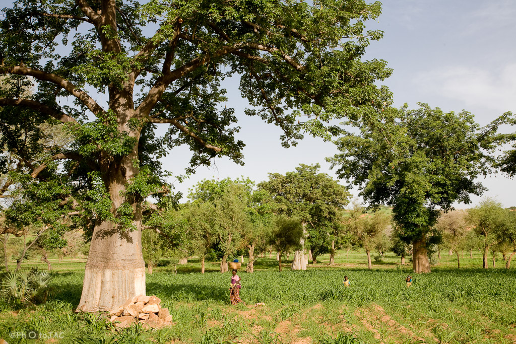 País Dogón. Mali. Baobabs en la aldea de Komokani. La parte inferior del baobab muestra la marca de las sucesivas extracciones de corteza, para obtener fibra para cuerdas y cestas.