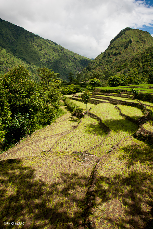 Trek de los Annapurnas. Campos de arroz entre Bhulbhule y Bahundanda.