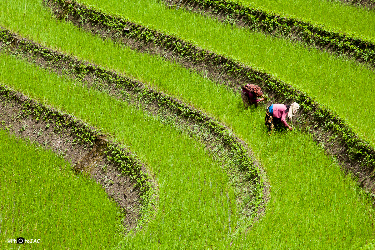 Trek de los Annapurnas. Campos de arroz entre Bhulbhule y Bahundanda.