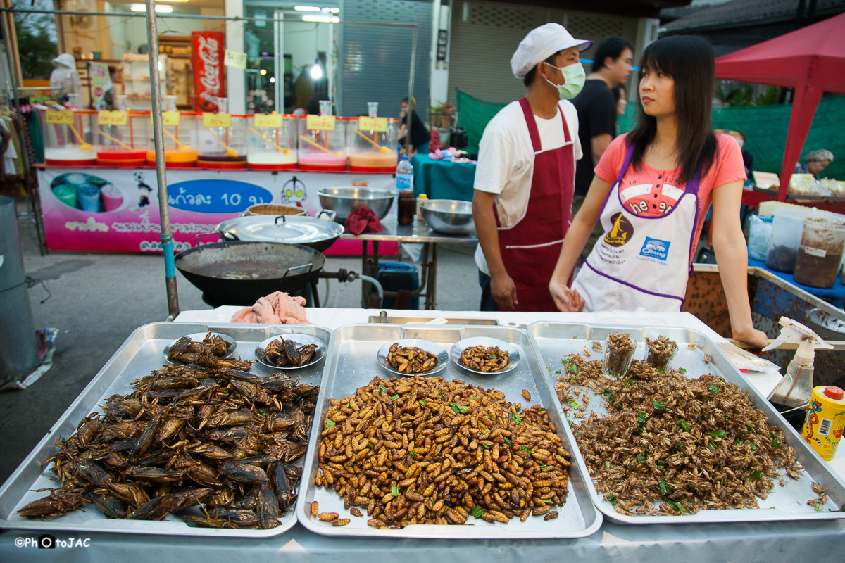 Chiang Rai. Puesto de insectos fritos en el "night market".