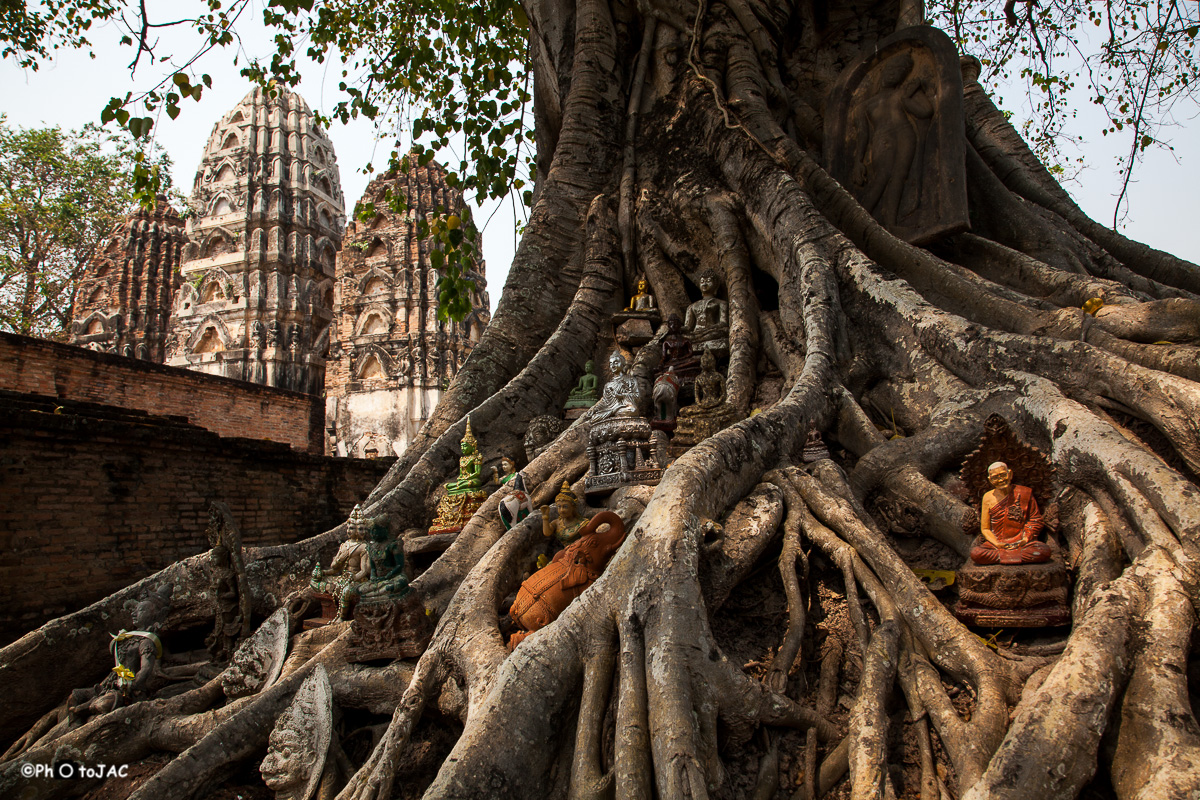 Centro histórico de la antigua ciudad de Sukhothai. Gran árbol de Banyan en el templo "Wat Si Sawai", que fue construido como templo hinduista, algo que lo hace realmente especial. Recuerda a los templos de Angkor Wat en Camboya.